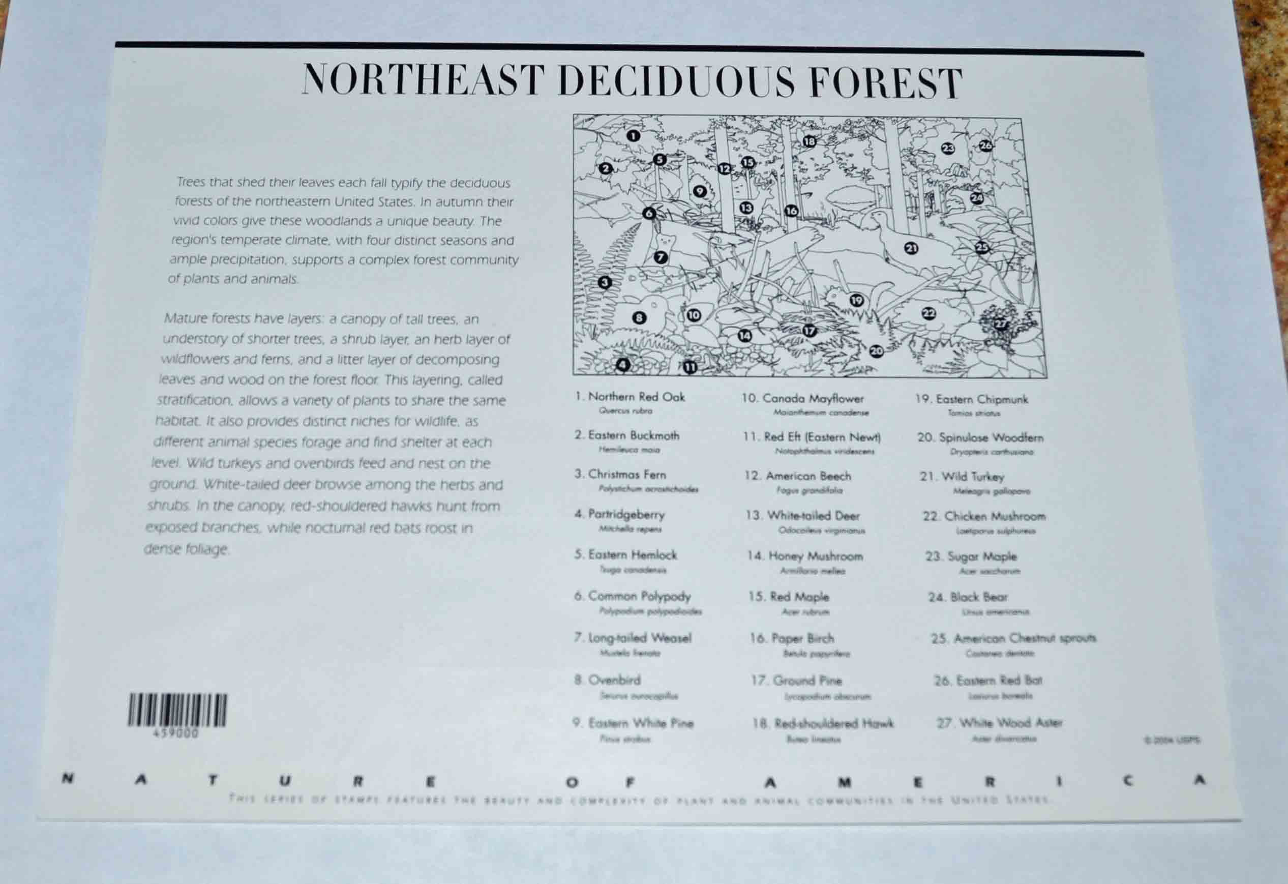 Northeast Deciduous Forest