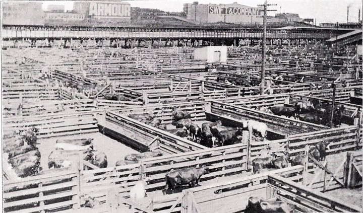 Chicago stockyards